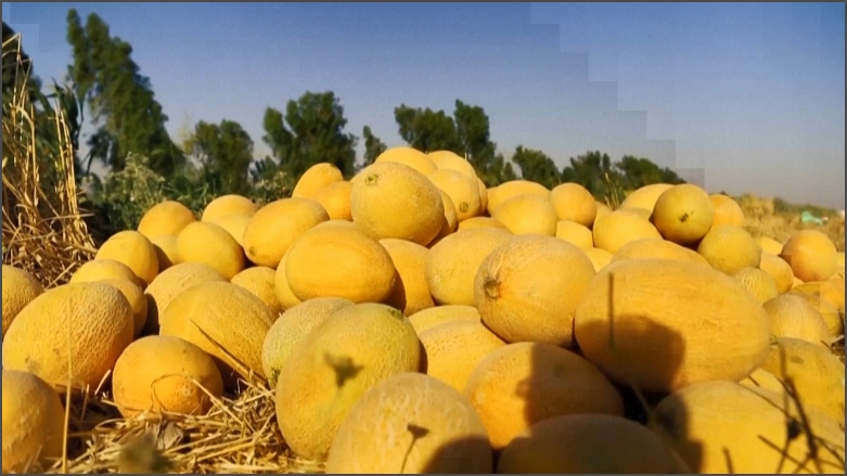 پەتای کۆرۆنا خێر و بەرەکەت بووە بۆ جووتیارانی عێراق